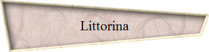 Littorina